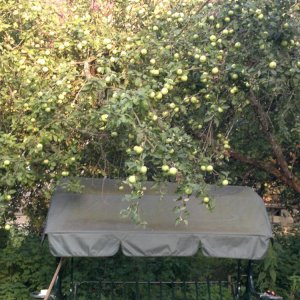 яблоки на даче