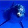 Синий дельфин