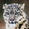 snow leopard