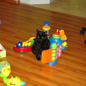 кот с игрушками