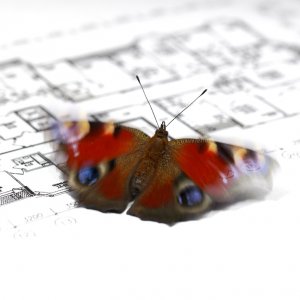 Бабочка на проекте